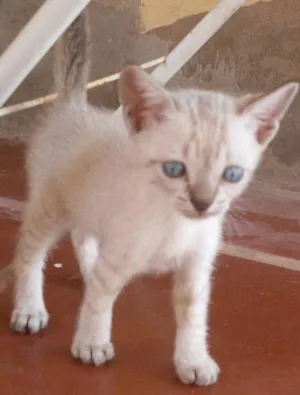 Gato raça SRD idade 2 a 6 meses nome Gatinhos