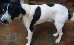 Cachorro raça SRD idade 1 ano nome Pingo