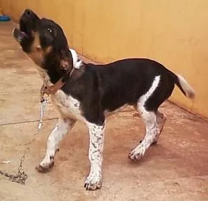 Cachorro ra a SRD idade 2 a 6 meses nome URGENTE