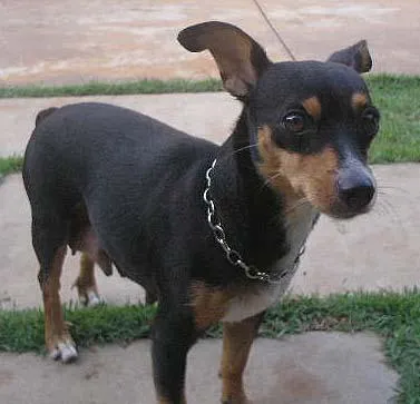 Cachorro ra a SRD idade 1 ano nome ENCONTRADA