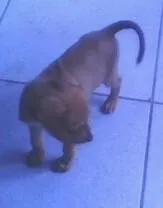 Cachorro ra a SRD idade Abaixo de 2 meses nome Lindos filhotes - C