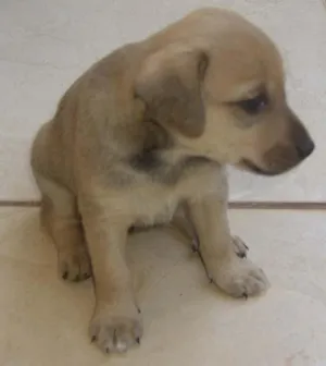 Cachorro raça SRD idade Abaixo de 2 meses nome Novinhos