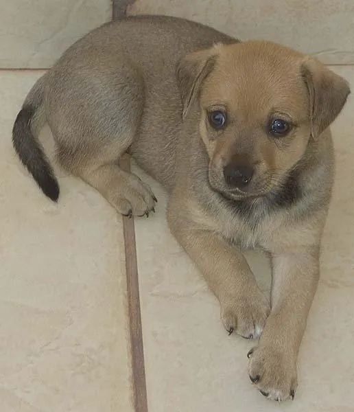 Cachorro ra a SRD idade Abaixo de 2 meses nome Novinhos