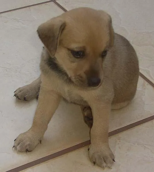 Cachorro ra a SRD idade Abaixo de 2 meses nome Novinhos