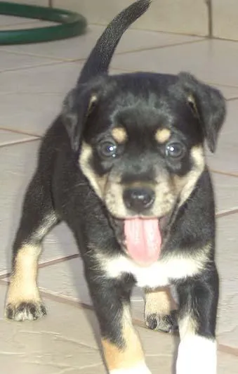 Cachorro ra a SRD idade Abaixo de 2 meses nome Novinhos