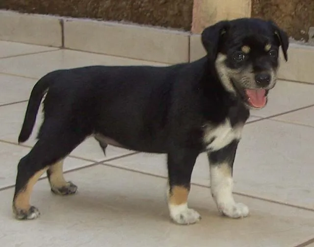 Cachorro ra a SRD idade Abaixo de 2 meses nome Novinhos