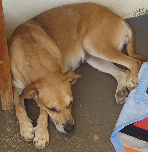 Cachorro ra a SRD idade 2 anos nome Lassie