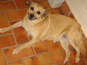 Cachorro raça SRD idade 3 anos nome URGENTÍSSIMO