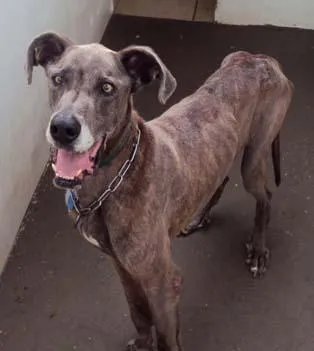 Cachorro ra a DogAlemão idade  nome Dog ENCONTRADO