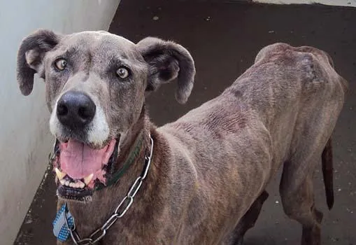 Cachorro ra a DogAlemão idade  nome Dog ENCONTRADO