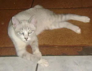 Gato raça SRD idade 2 a 6 meses nome Gatinhos