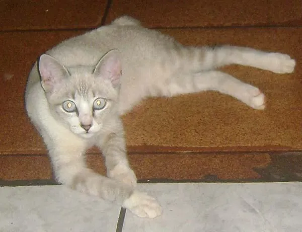 Gato ra a SRD idade 2 a 6 meses nome Gatinhos