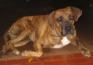 Cachorro raça  idade 2 anos nome Procura Hannah