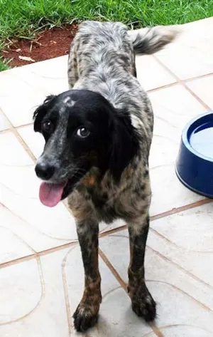 Cachorro raça SRD idade 2 anos nome Encontrada 31/12