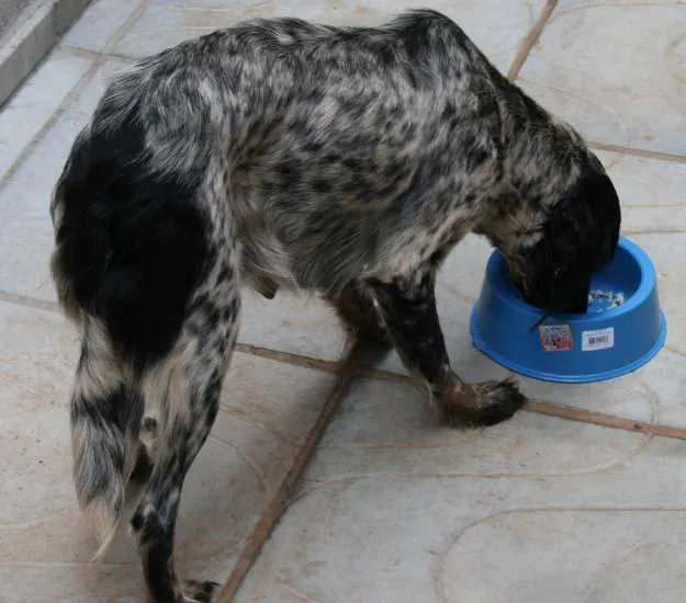 Cachorro ra a SRD idade 2 anos nome Encontrada 31/12