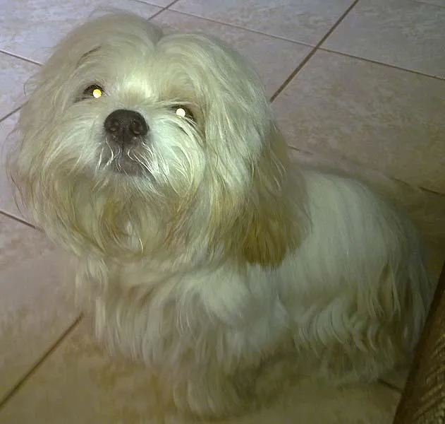 Cachorro ra a LhasaApso idade 2 anos nome Procuro o DONO