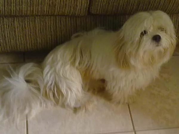 Cachorro ra a LhasaApso idade 2 anos nome Procuro o DONO