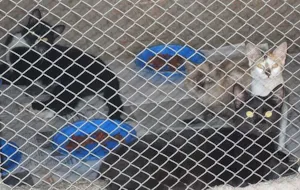 Cachorro raça SRD idade 3 anos nome AJUDEM/Adotem