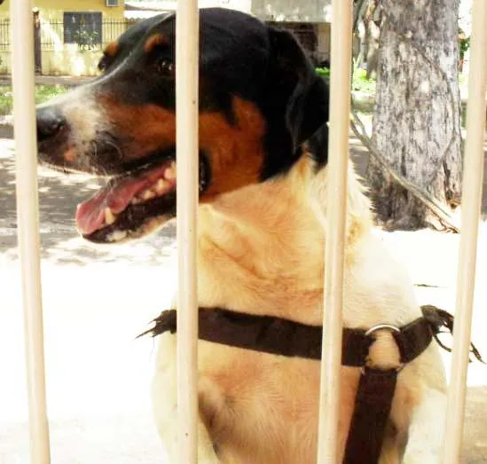 Cachorro ra a SRD idade  nome ENCONTRADOS