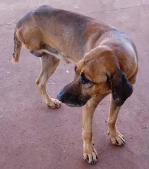 Cachorro raça SRD idade 2 anos nome TRIPÉ