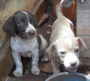 Cachorro raça SRD idade 2 a 6 meses nome Ninhada