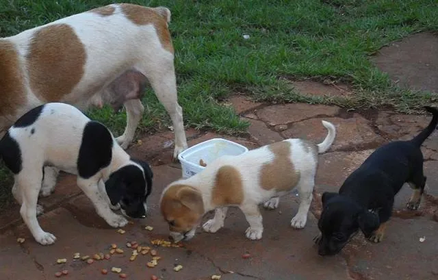 Cachorro ra a SRD idade 2 a 6 meses nome Filhotes