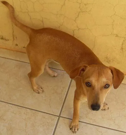 Cachorro ra a SRD idade 2 a 6 meses nome Filhotes