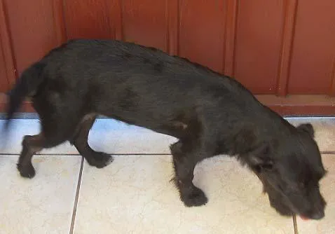 Cachorro ra a SRD idade 2 a 6 meses nome Filhotes