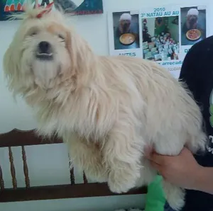 Cachorro raça Lhasa-Apso idade 2 anos nome Procuro o Dono