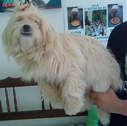 Cachorro ra a Lhasa-Apso idade 2 anos nome Procuro o Dono