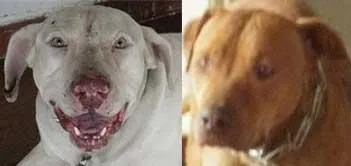 Cachorro ra a PitBull idade 2 anos nome GUARDAS