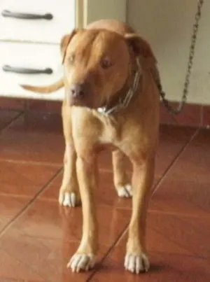 Cachorro raça PitBull idade 2 anos nome GUARDAS