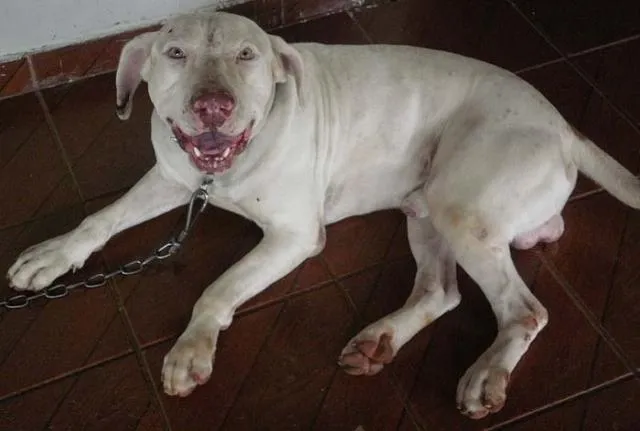 Cachorro ra a PitBull idade 2 anos nome GUARDAS