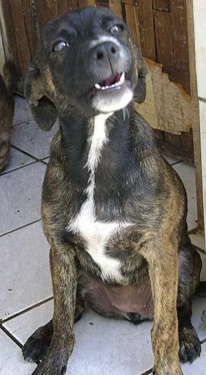 Cachorro raça SRD idade 2 a 6 meses nome Para VOCÊ