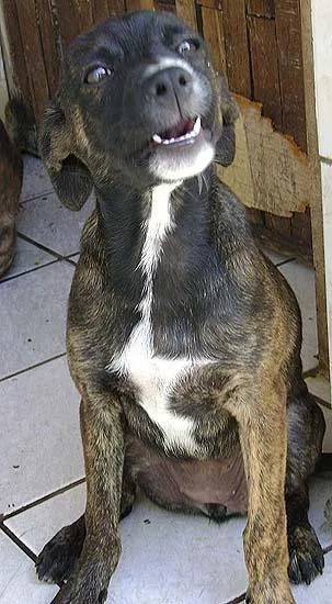 Cachorro ra a SRD idade 2 a 6 meses nome Para VOCÊ