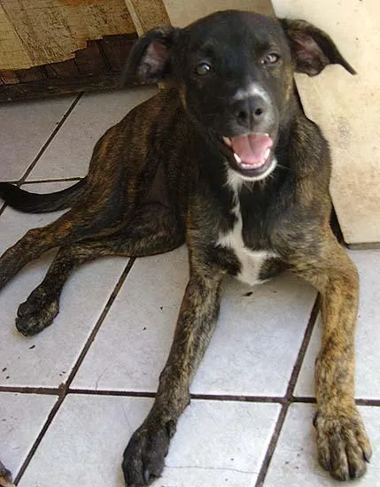 Cachorro ra a SRD idade 2 a 6 meses nome Para VOCÊ