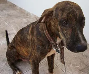 Cachorro raça SRD idade 1 ano nome Rajado