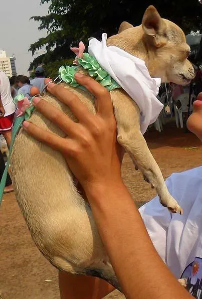 Cachorro raça Chiwawa idade 2 anos nome Procura MAGRELA