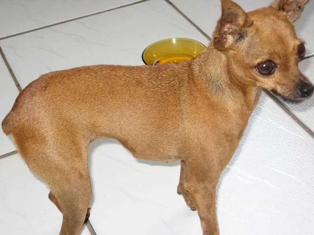 Cachorro ra a Pincher idade 1 ano nome Procura O DONO