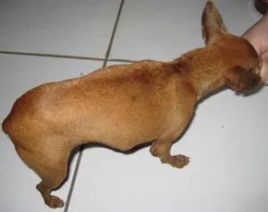 Cachorro raça Pincher idade 1 ano nome Procura O DONO