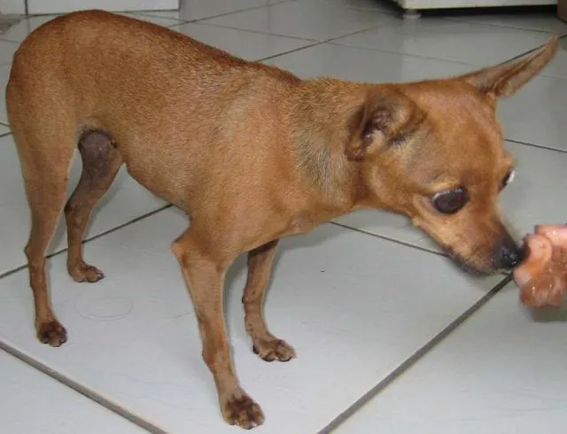 Cachorro ra a Pincher idade 1 ano nome Procura O DONO