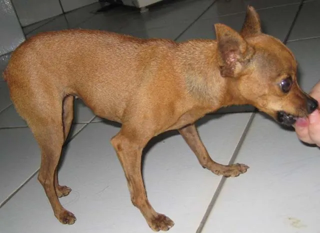 Cachorro ra a Pincher idade 1 ano nome Procura O DONO