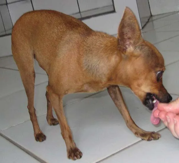 Cachorro ra a Pincher idade 1 ano nome Procura O DONO