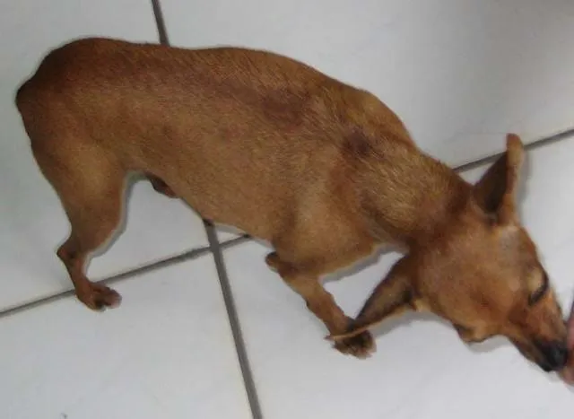 Cachorro ra a Pincher idade 1 ano nome Procura O DONO