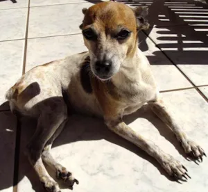 Cachorro raça SRD idade 6 ou mais anos nome Procura GRATIFICA