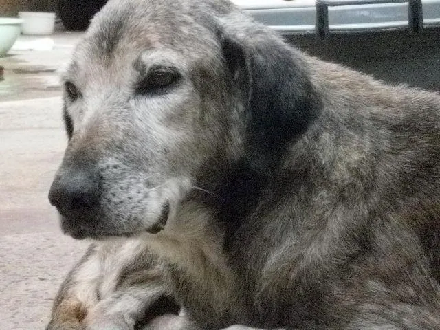 Cachorro ra a SRD idade 6 ou mais anos nome Guarda ANJO