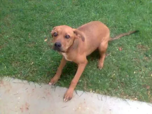 Cachorro raça Boxer idade 2 a 6 meses nome Baronesa