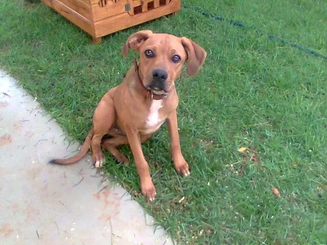 Cachorro ra a Boxer idade 2 a 6 meses nome Baronesa