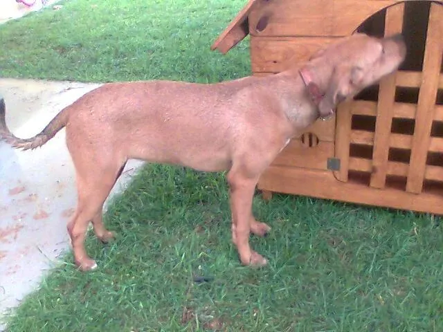 Cachorro ra a Boxer idade 2 a 6 meses nome Baronesa