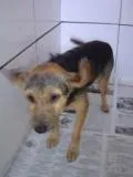 Cachorro ra a SRD idade 3 anos nome Lindinho